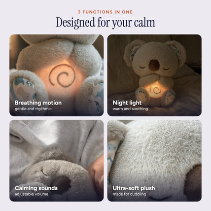 Calm Koala